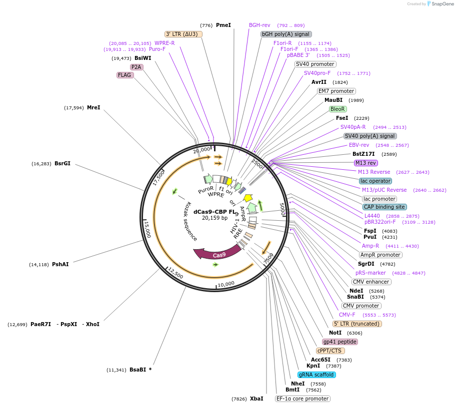 179550-plasmid-map-sequence-id-354775