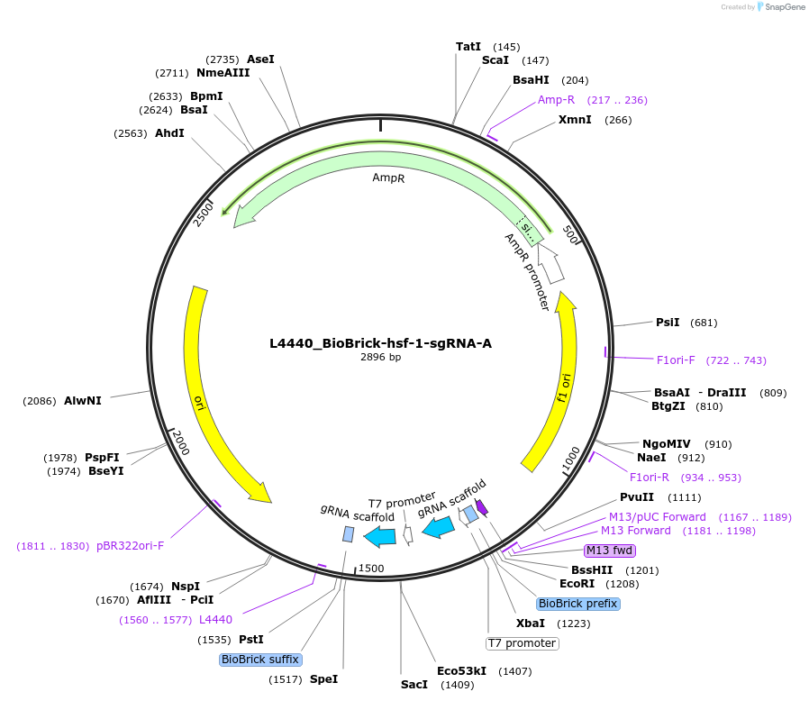 177786-plasmid-map-sequence-id-354776