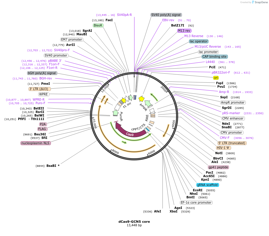 179551-plasmid-map-sequence-id-354777