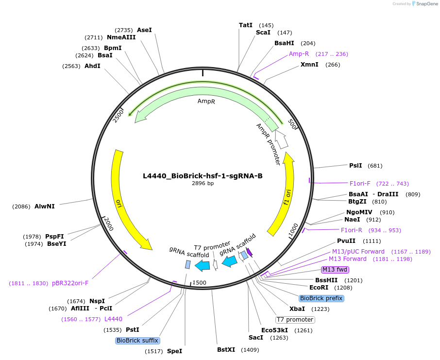 177787-plasmid-map-sequence-id-354778