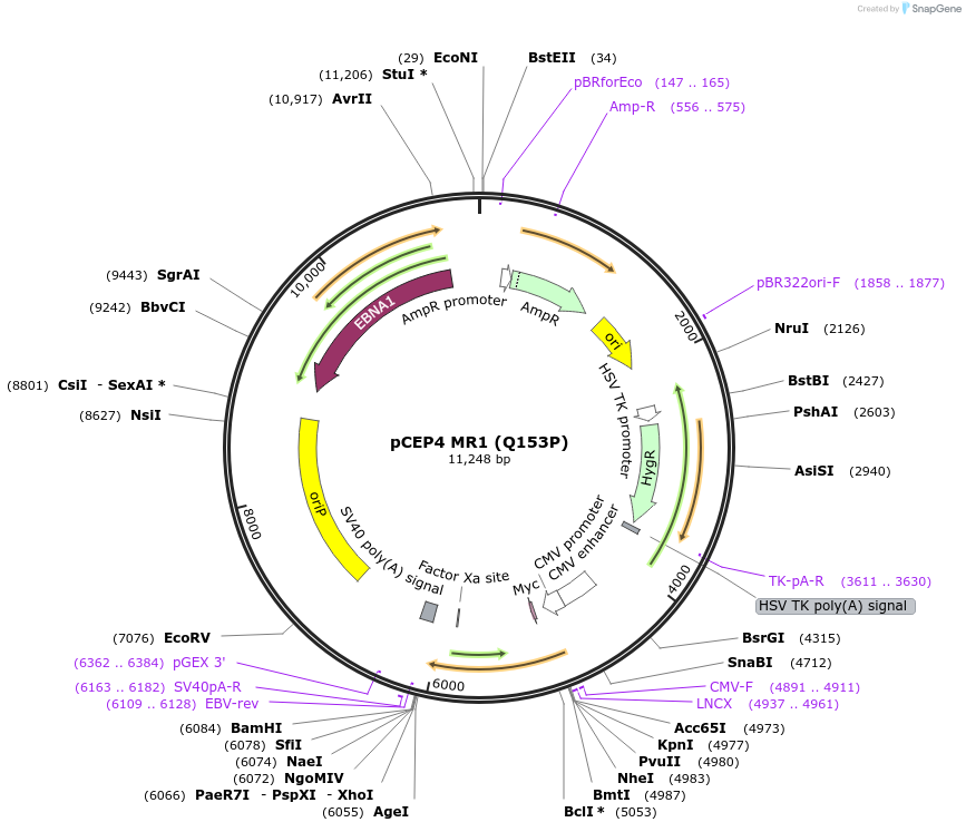 178653-plasmid-map-sequence-id-354782