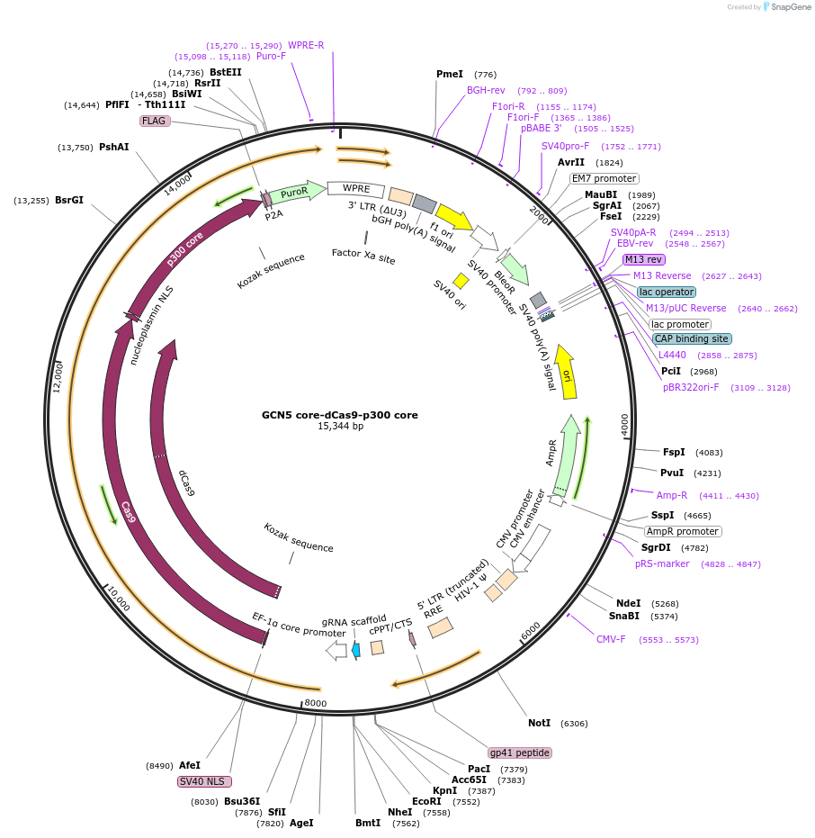 179553-plasmid-map-sequence-id-354783