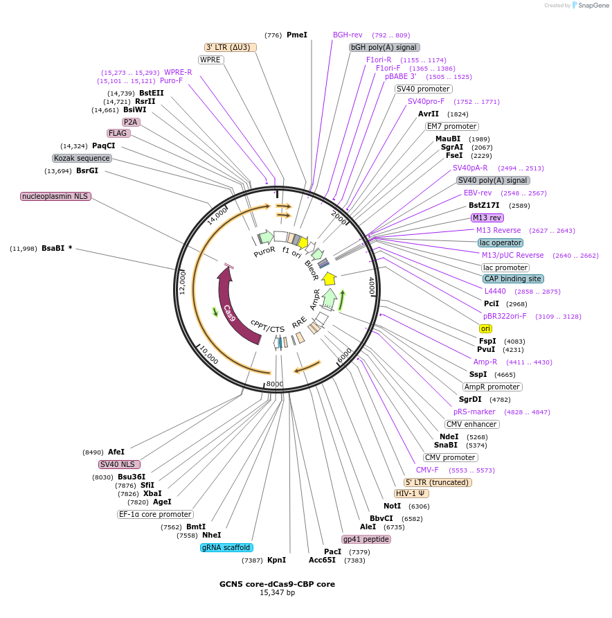179555-plasmid-map-sequence-id-354784