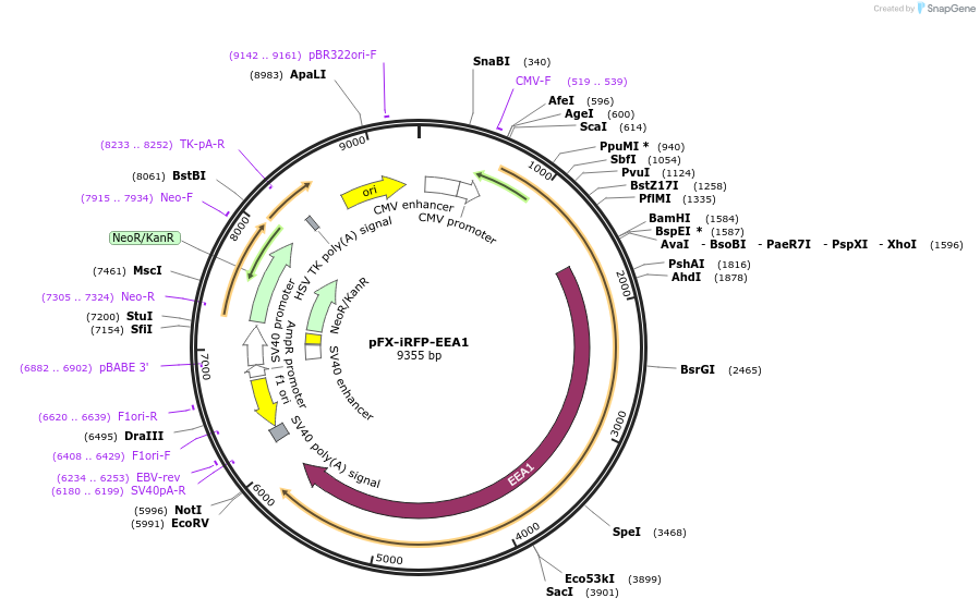174453-plasmid-map-sequence-id-354786