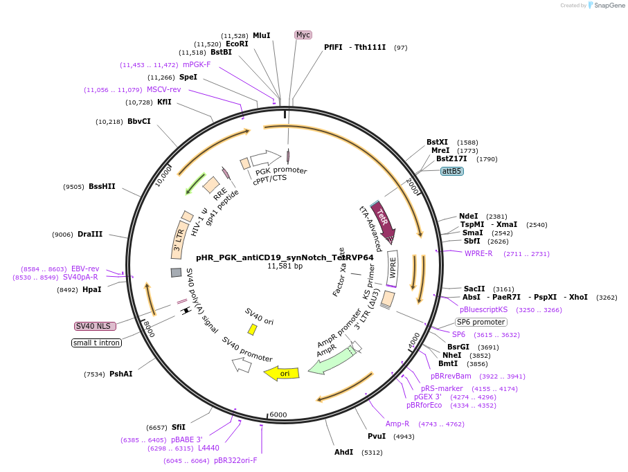 79126-plasmid-map-sequence-id-354790
