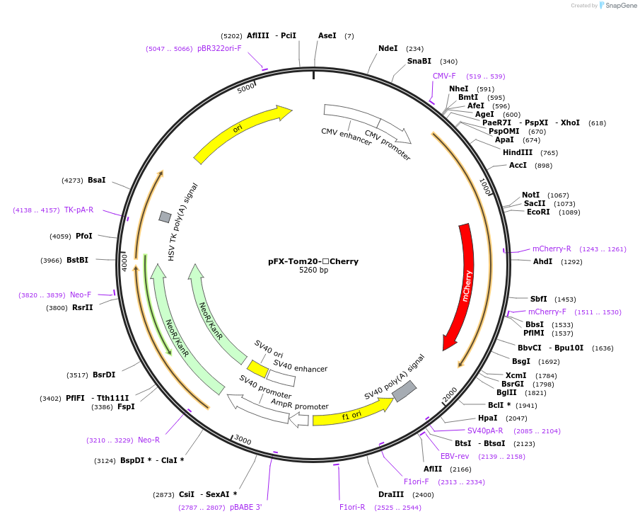 174188-plasmid-map-sequence-id-354791