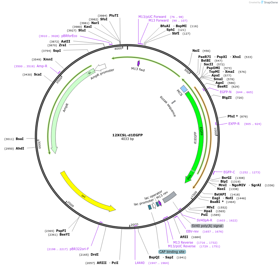 47684-plasmid-map-sequence-id-354794