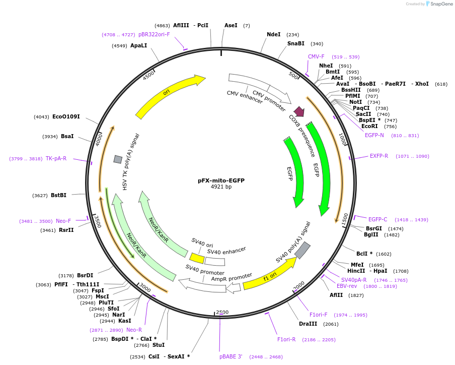 159096-plasmid-map-sequence-id-354796