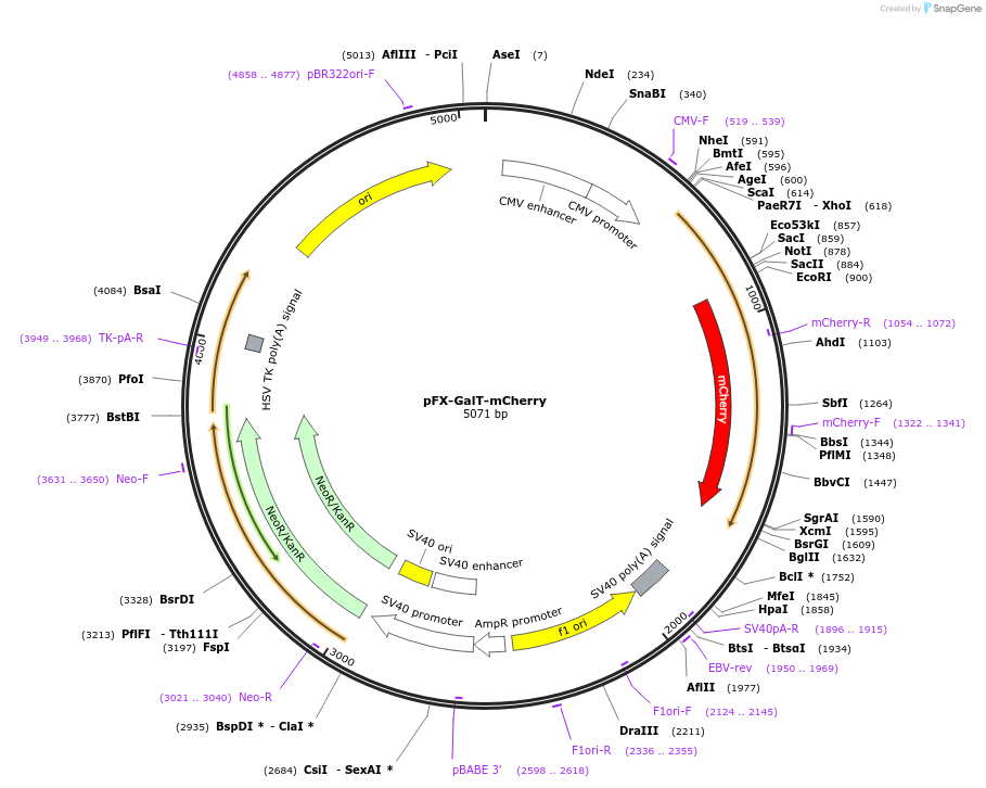 174473-plasmid-map-sequence-id-354797
