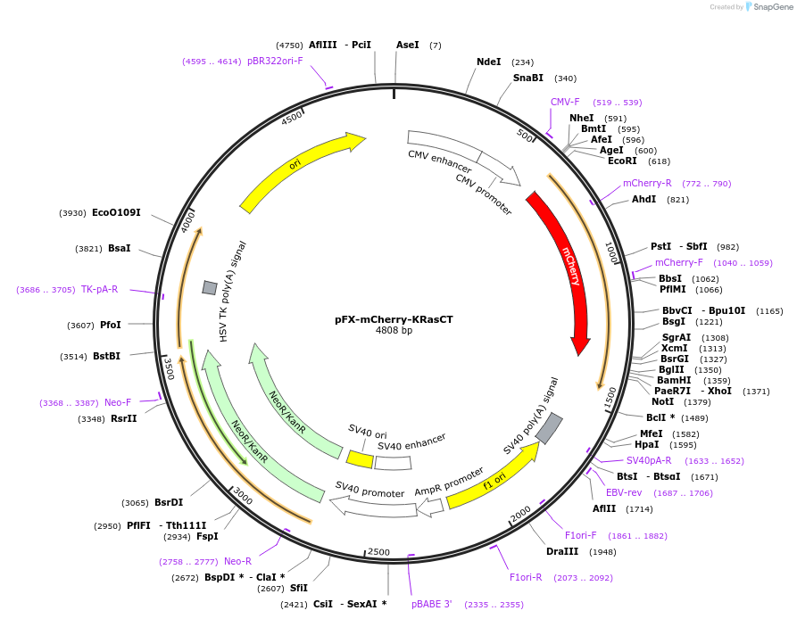 175835-plasmid-map-sequence-id-354799