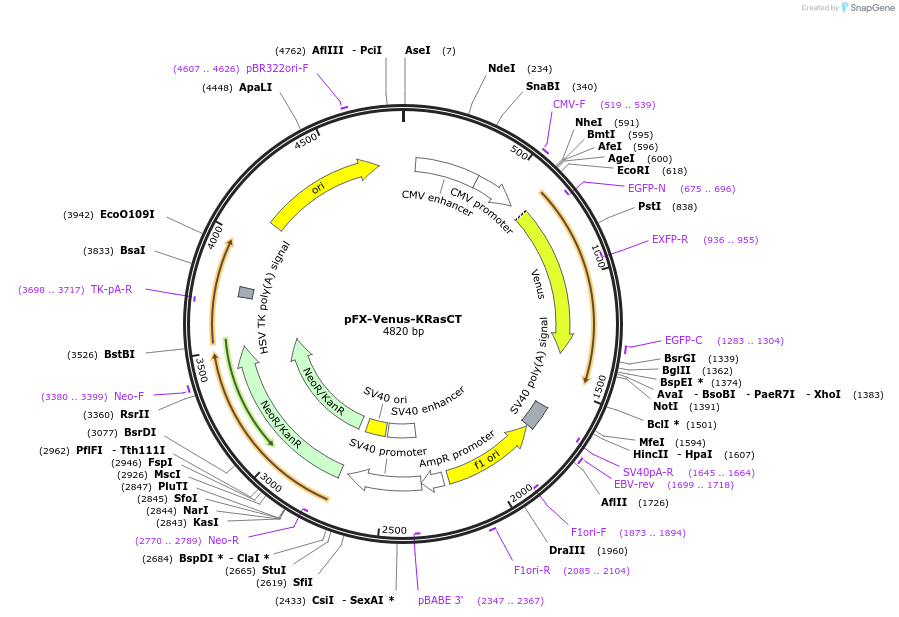 175834-plasmid-map-sequence-id-354800