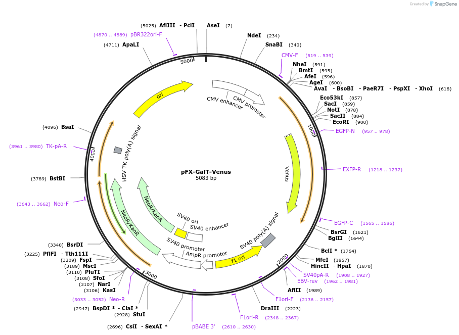 174472-plasmid-map-sequence-id-354801