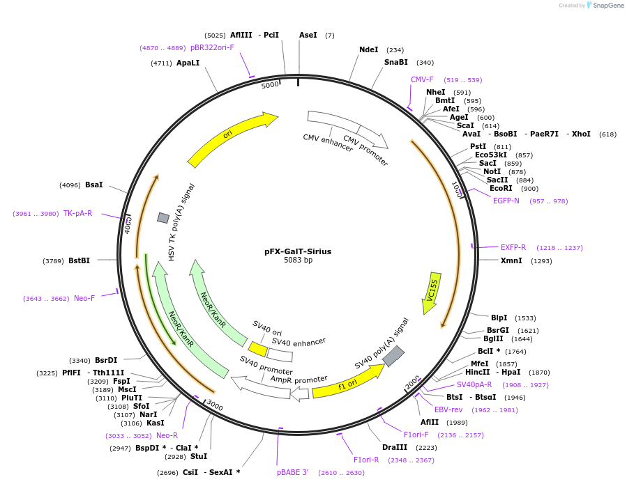 174469-plasmid-map-sequence-id-354802