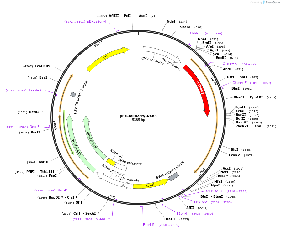 174455-plasmid-map-sequence-id-354803