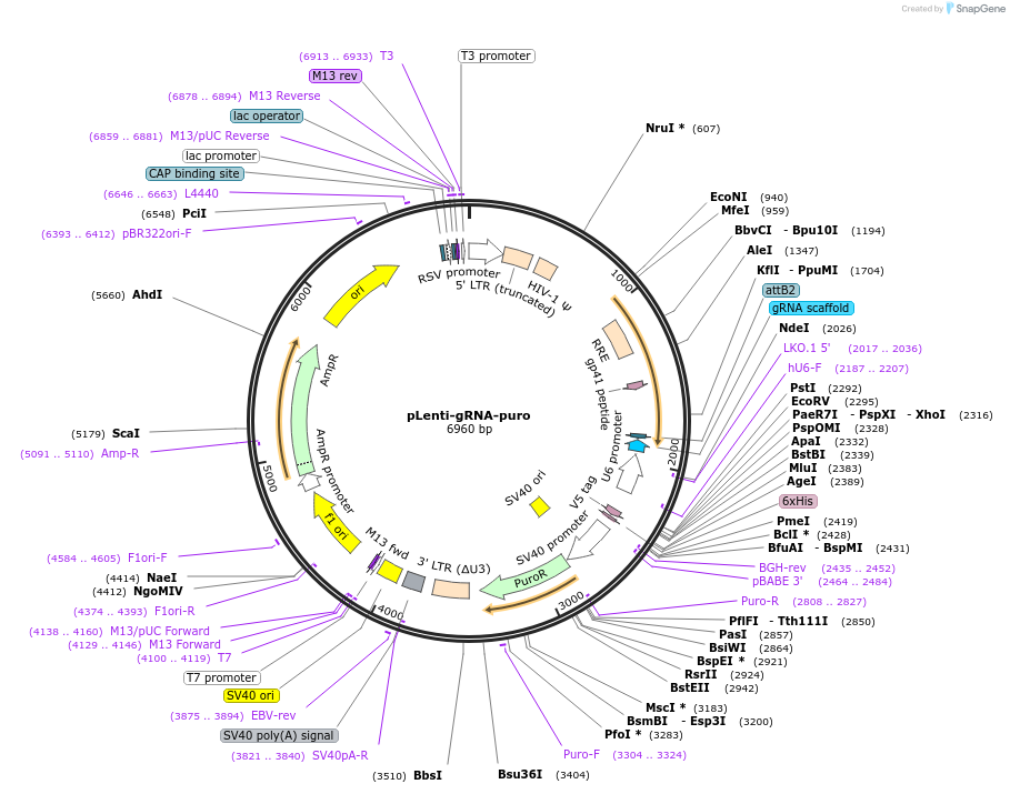 180426-plasmid-map-sequence-id-354805