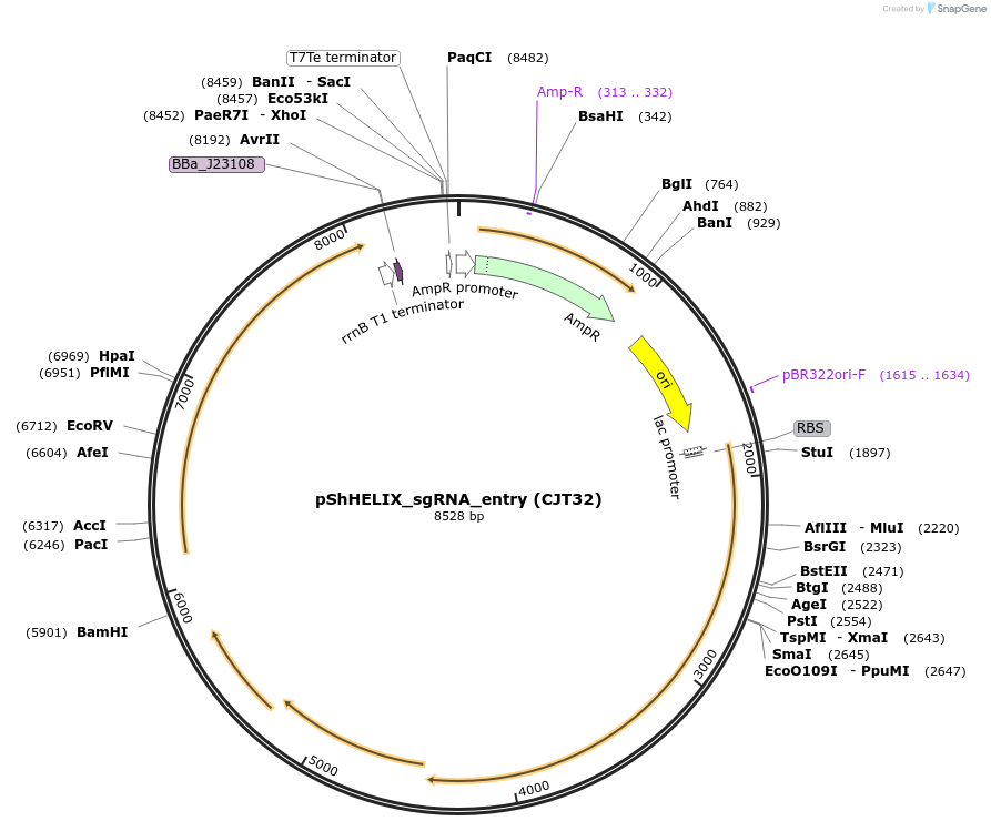 181782-plasmid-map-sequence-id-354808