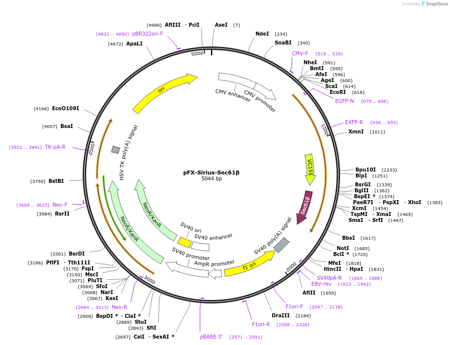 174464-plasmid-map-sequence-id-354820