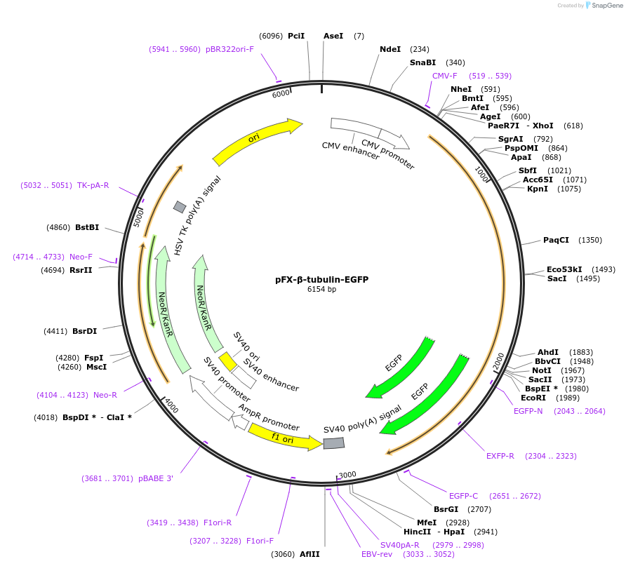 175827-plasmid-map-sequence-id-354822