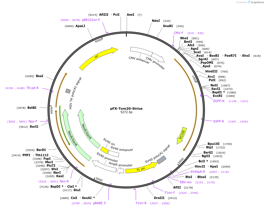 174184-plasmid-map-sequence-id-354823