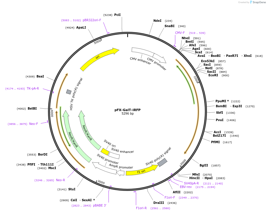 174474-plasmid-map-sequence-id-354824