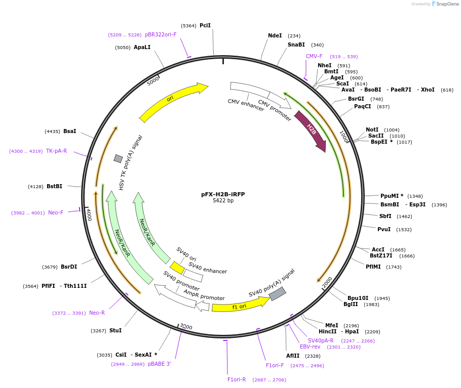 175842-plasmid-map-sequence-id-354826