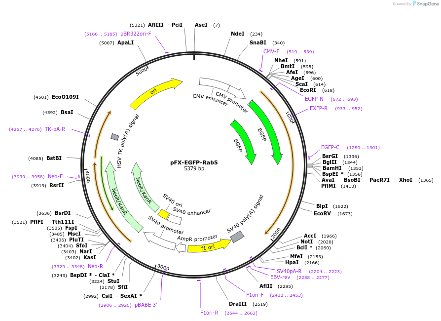 174454-plasmid-map-sequence-id-354827