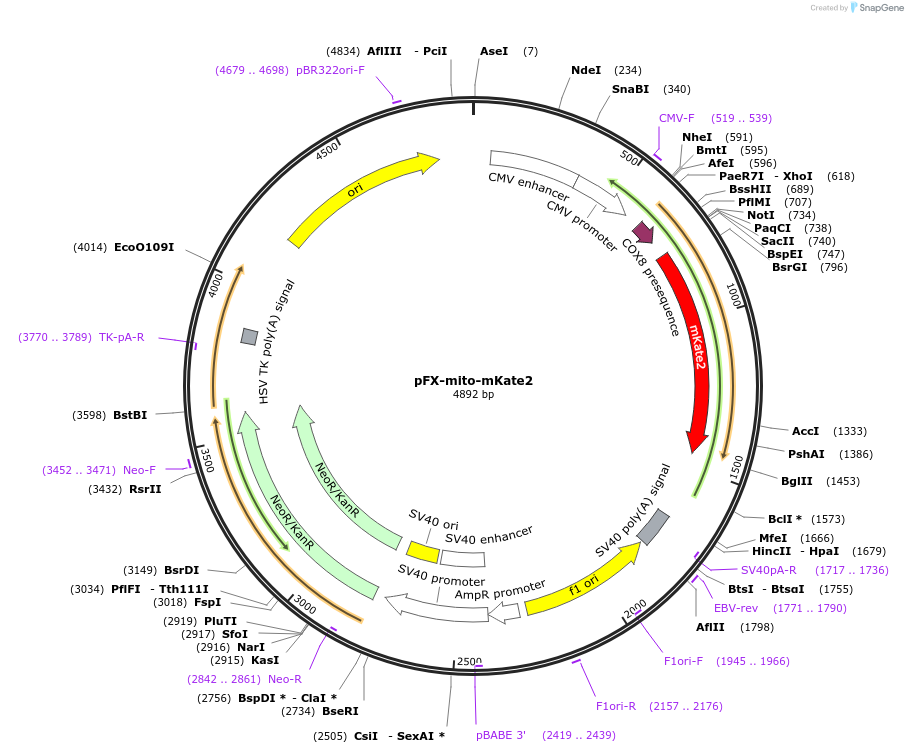 174178-plasmid-map-sequence-id-354828
