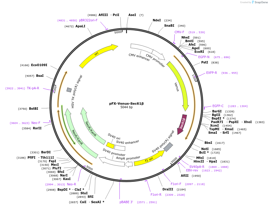 174467-plasmid-map-sequence-id-354836