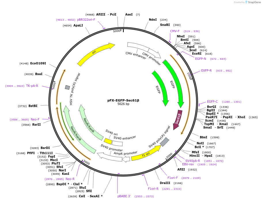 174466-plasmid-map-sequence-id-354838