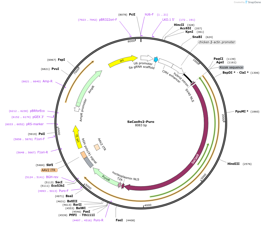 178802-plasmid-map-sequence-id-354840