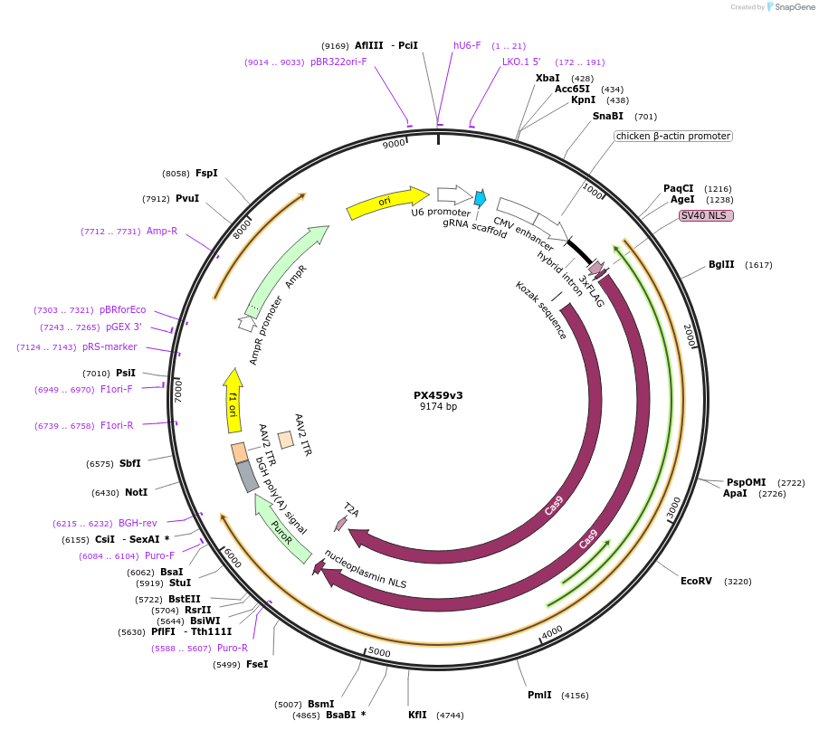 178799-plasmid-map-sequence-id-354842