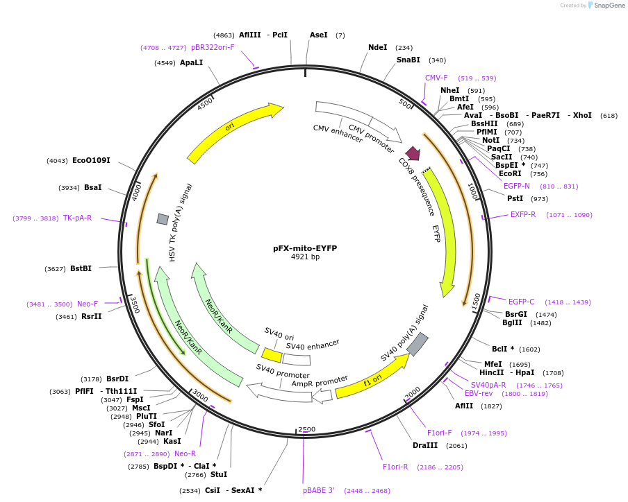 174182-plasmid-map-sequence-id-354846