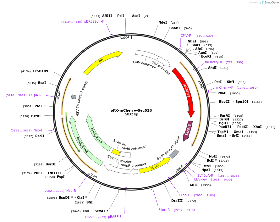 174468-plasmid-map-sequence-id-354851