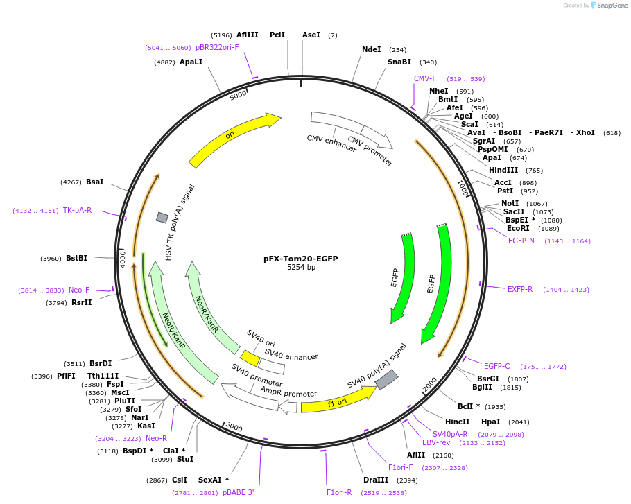 174186-plasmid-map-sequence-id-354852