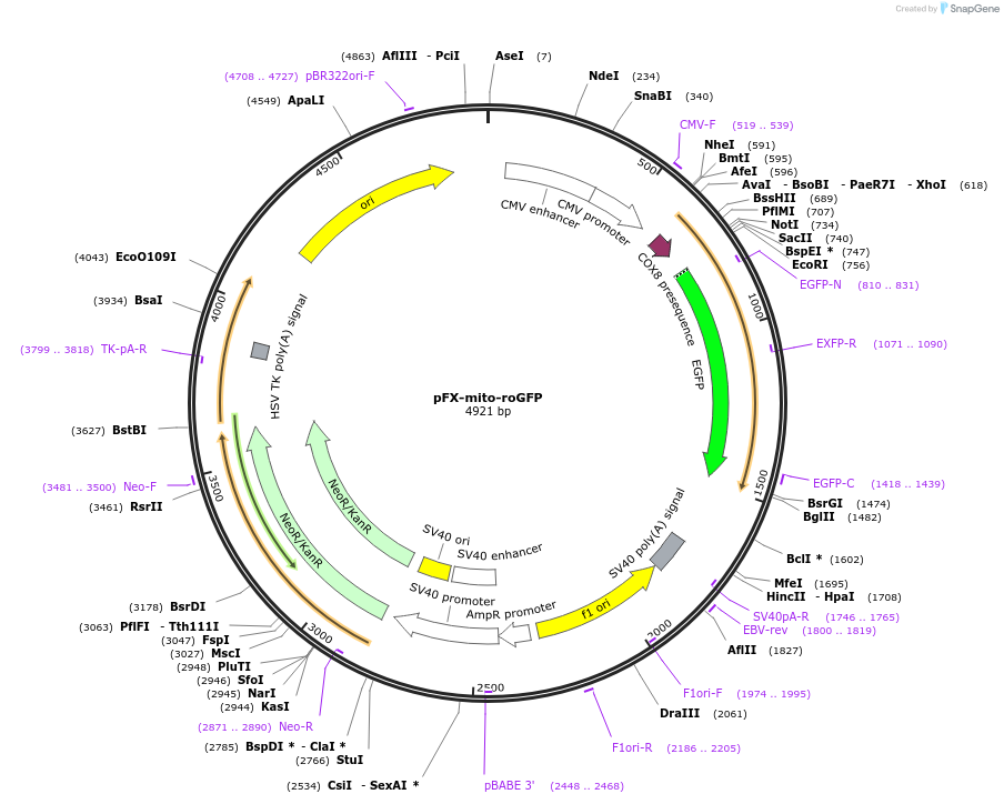 174181-plasmid-map-sequence-id-354855