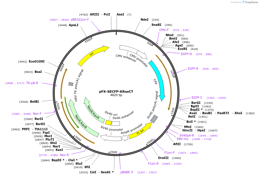 175832-plasmid-map-sequence-id-354858