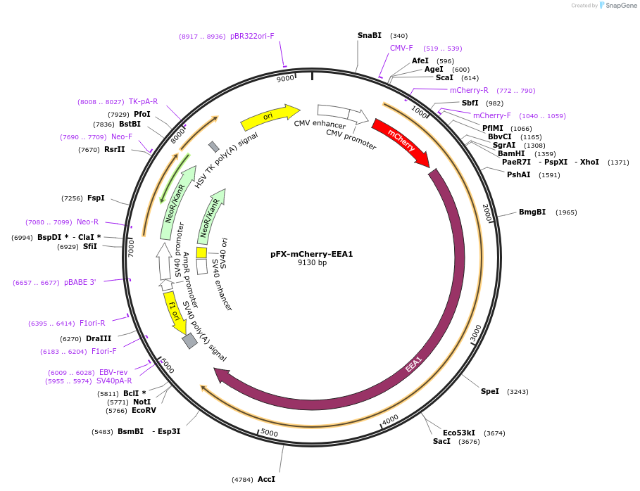 174452-plasmid-map-sequence-id-354859