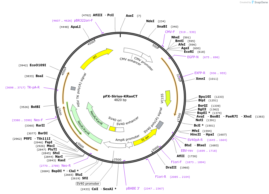 175831-plasmid-map-sequence-id-354860