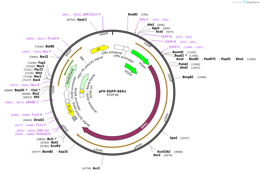 174451-plasmid-map-sequence-id-354863