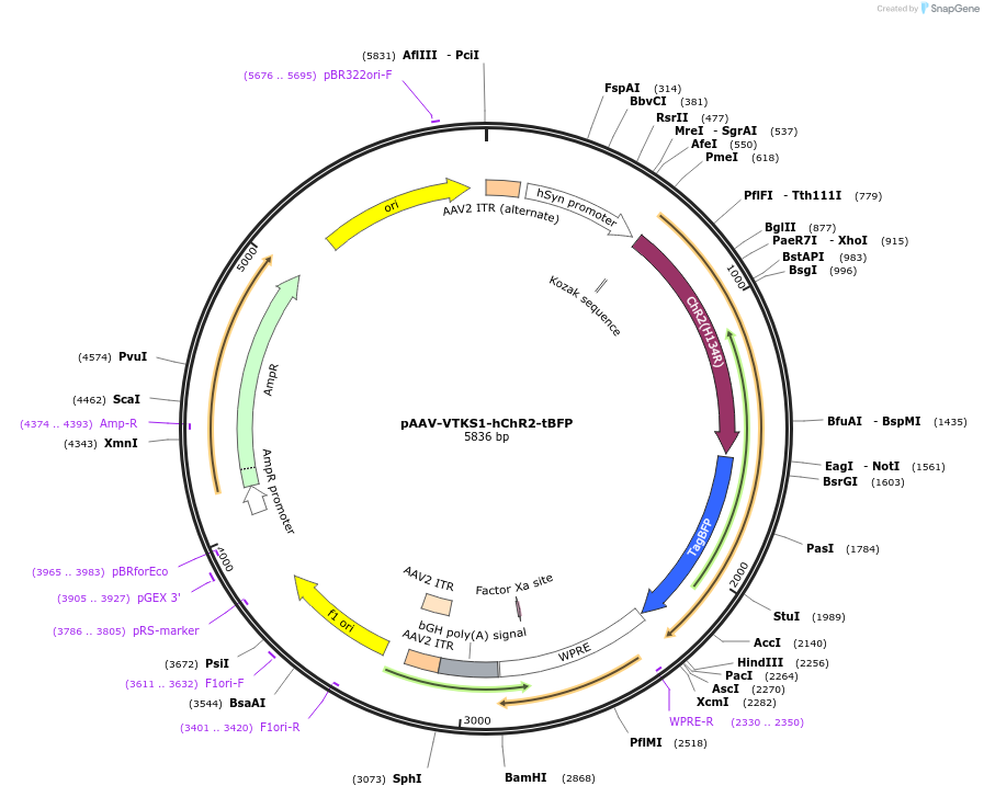 178706-plasmid-map-sequence-id-354866