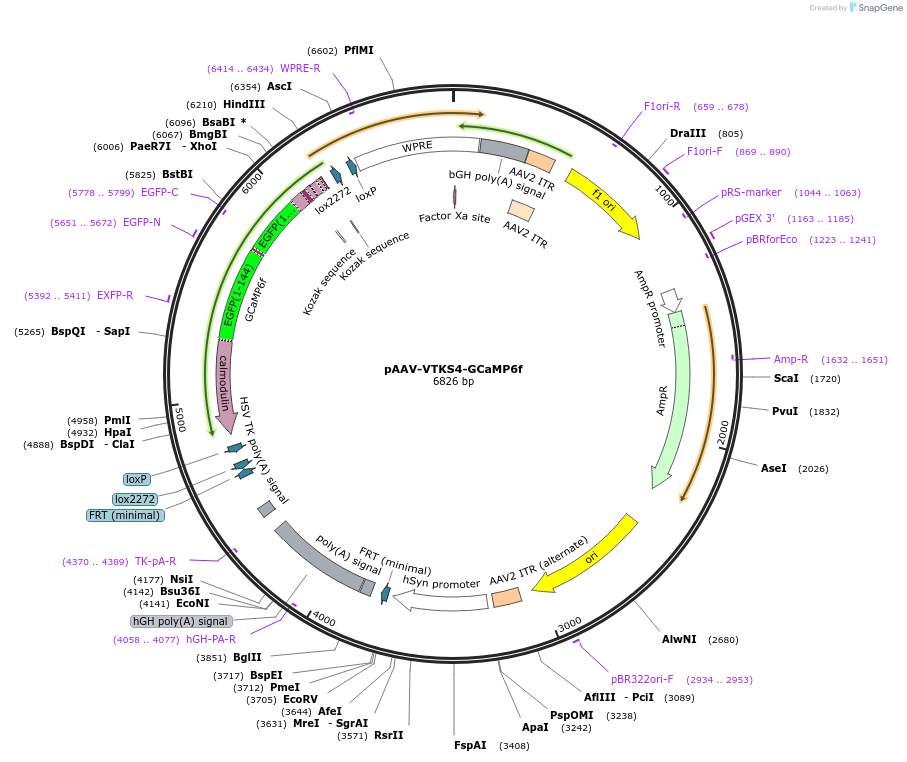 178730-plasmid-map-sequence-id-354870