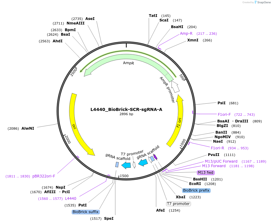 177811-plasmid-map-sequence-id-354906