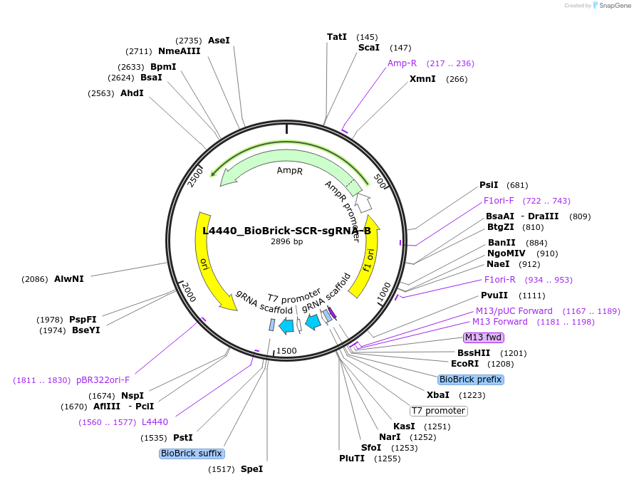 177812-plasmid-map-sequence-id-354907