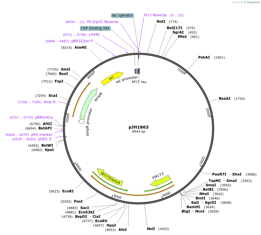 179200-plasmid-map-sequence-id-354908