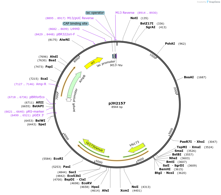 179204-plasmid-map-sequence-id-354909