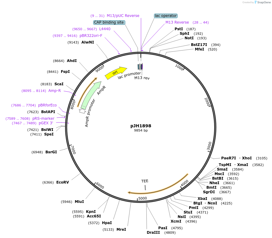 179221-plasmid-map-sequence-id-354911
