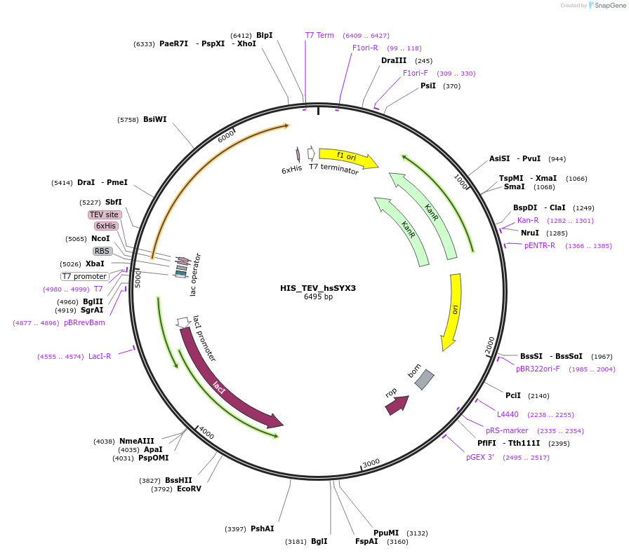 179290-plasmid-map-sequence-id-354913