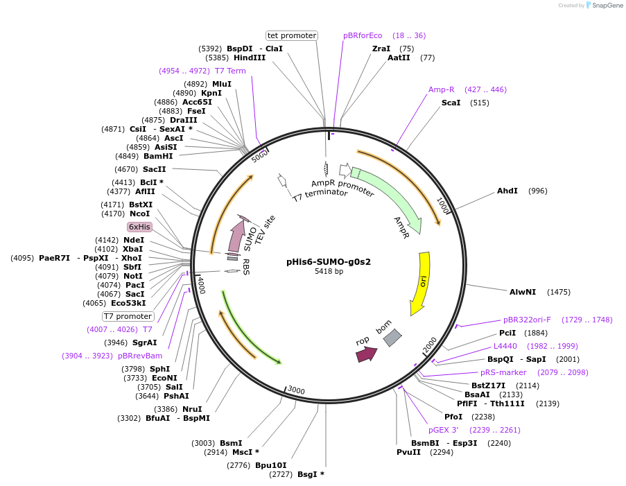 179293-plasmid-map-sequence-id-354916