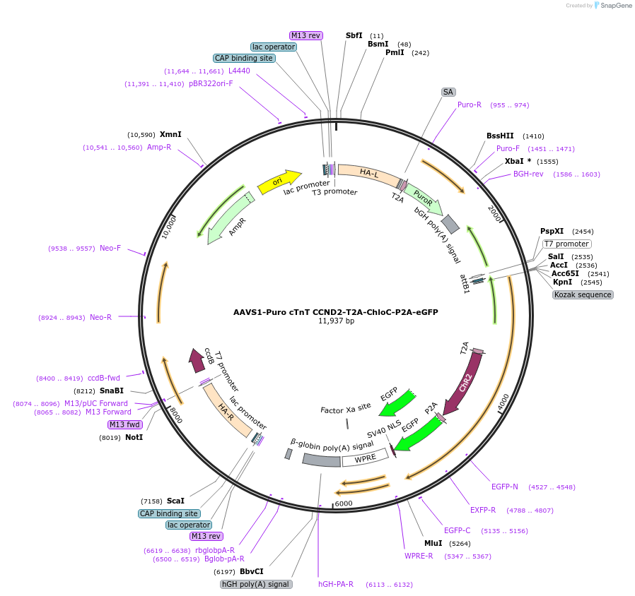 179840-plasmid-map-sequence-id-354919