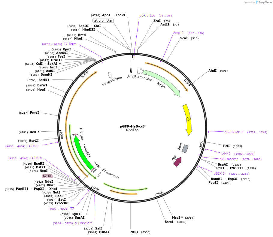 179289-plasmid-map-sequence-id-354922